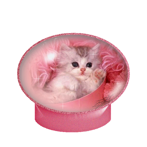 le chat