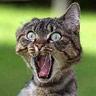 le  chat
