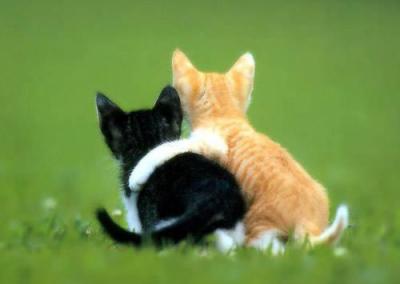 lé chat