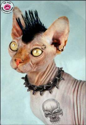 ziq chat