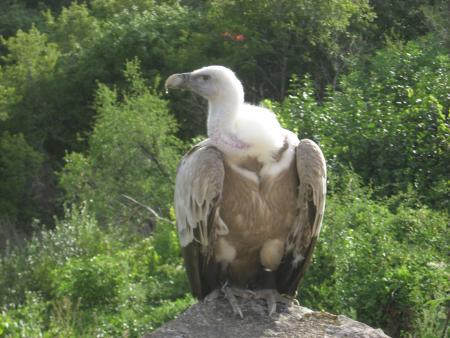 vautour