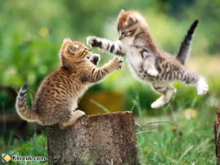 chat