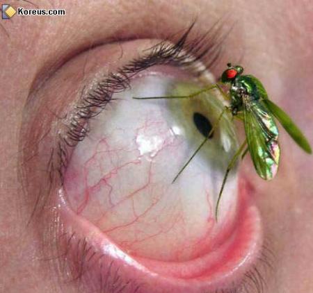 yeux