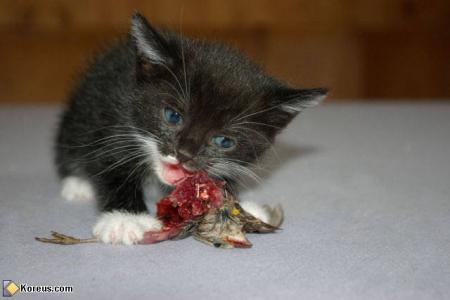 chat
