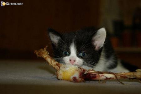 chat